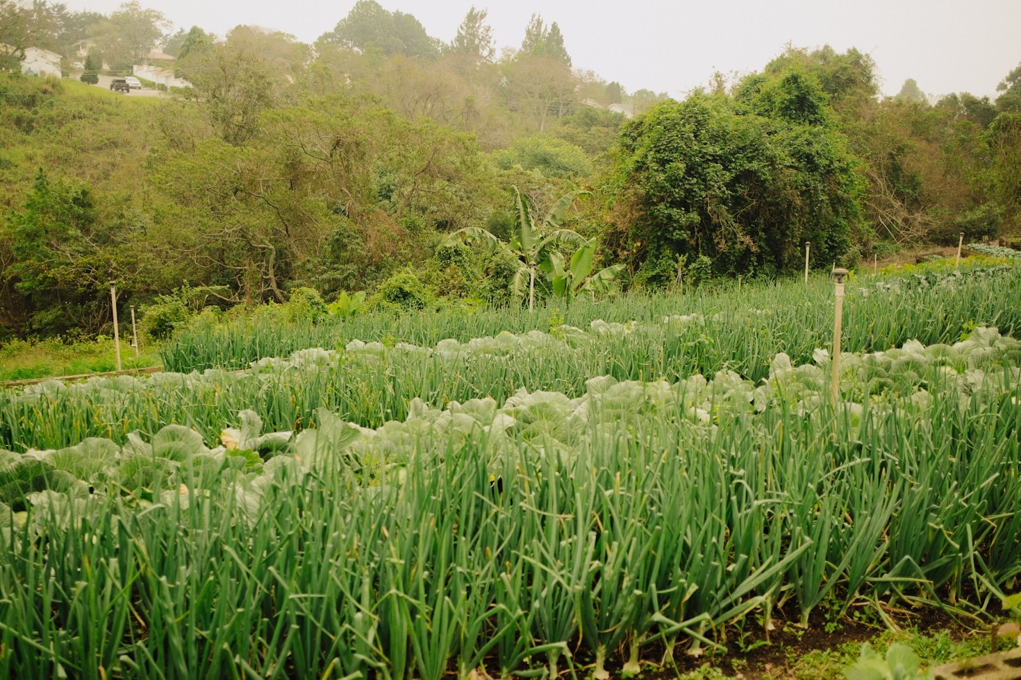 الجراد الأفريقي: التحديات والحلول الممكنة